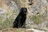 LABRADOR 099
